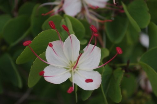 Lysiphyllum hookeri