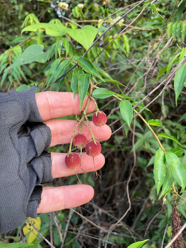 Mabea angustifolia (Narrow-leaf mabea) — photo