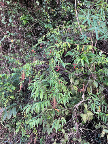 Mabea angustifolia