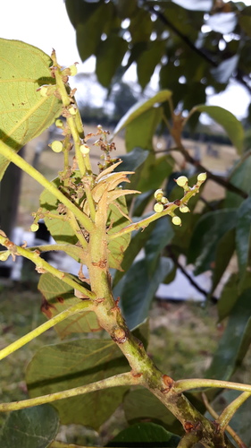 Macaranga capensis (River macaragna) — photo