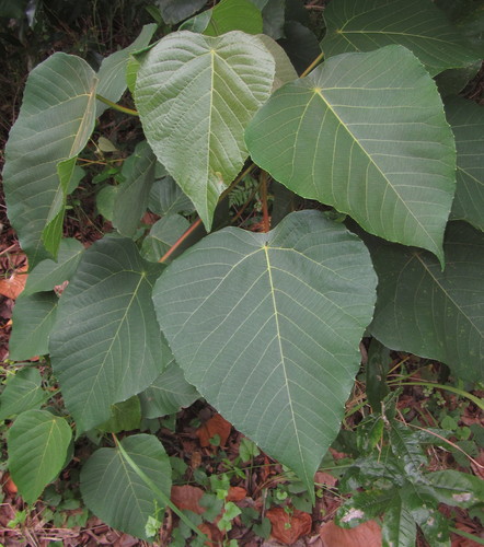 Macaranga capensis