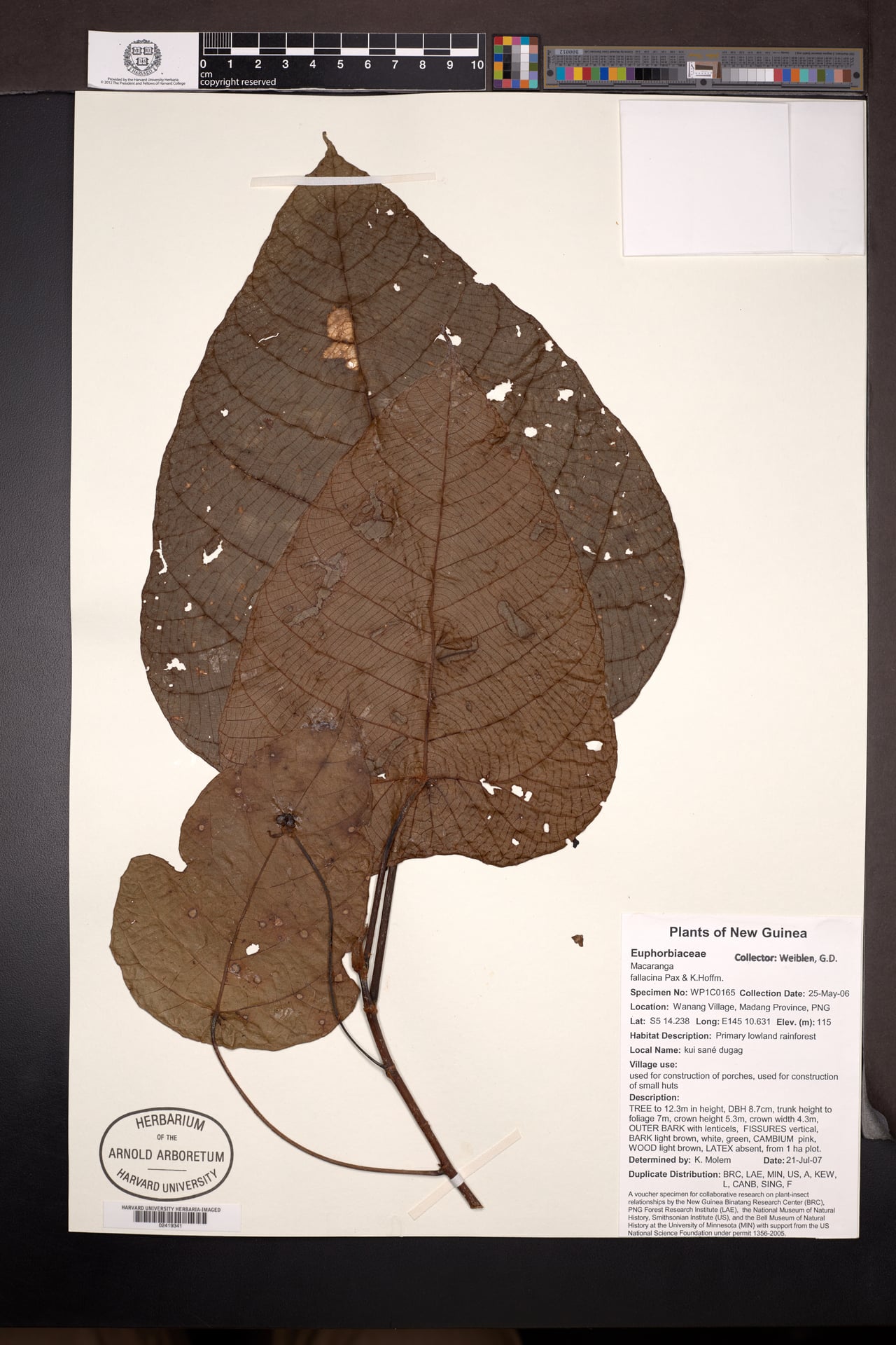 Macaranga fallacina — photo