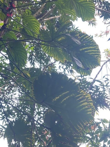 Macaranga grandifolia (Samac) — photo
