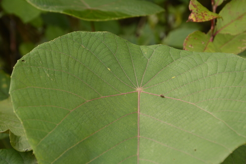 Macaranga indica