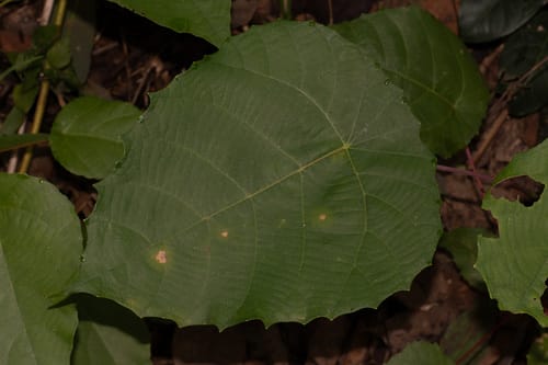 Macaranga indica — photo