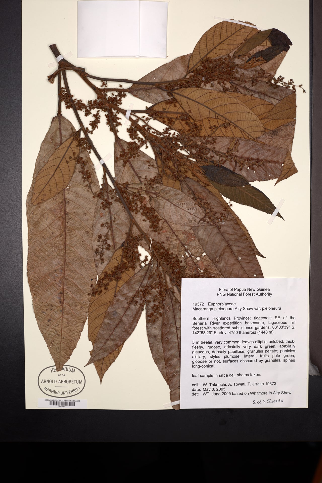 Macaranga pleioneura — photo