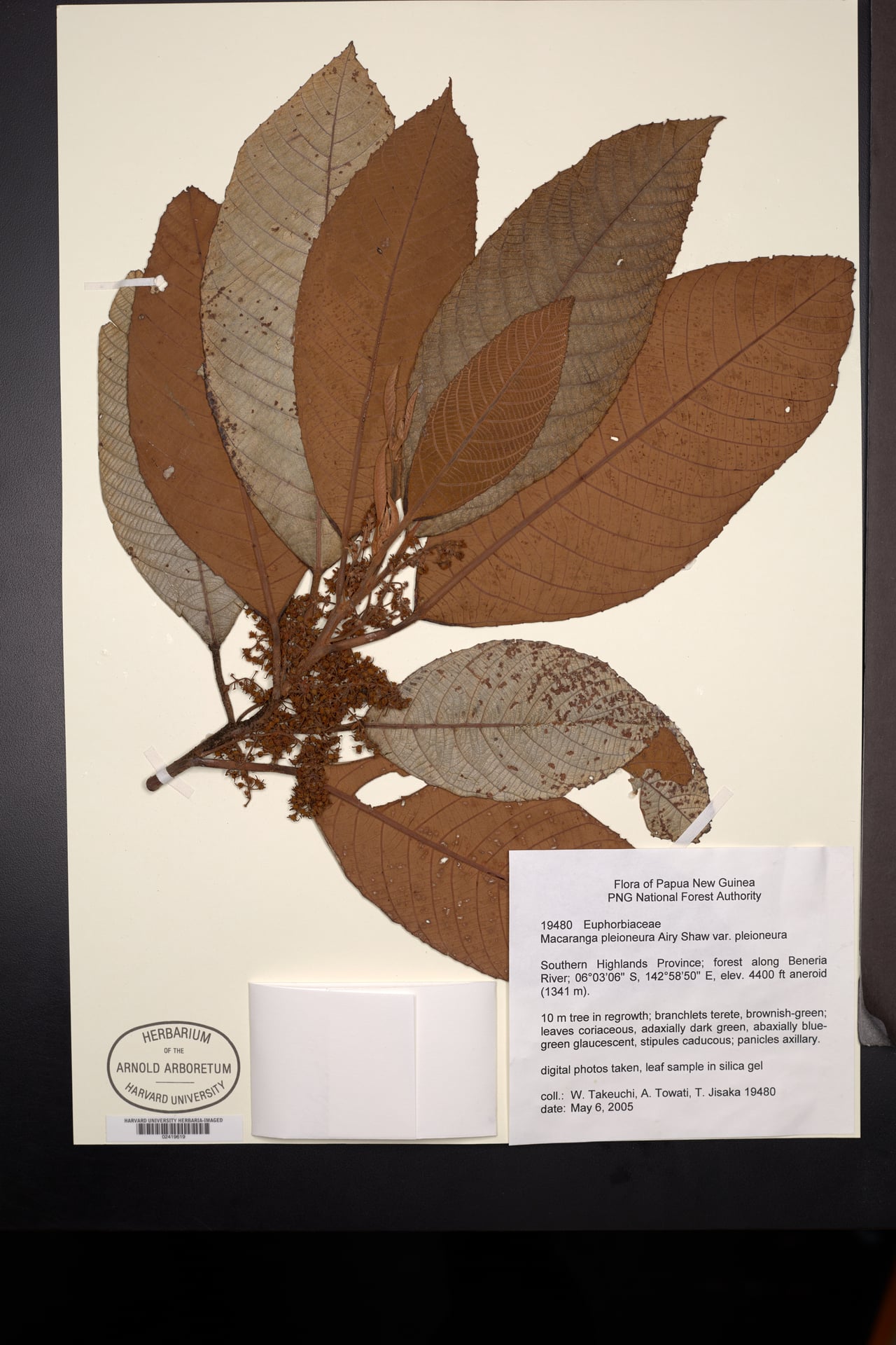 Macaranga pleioneura