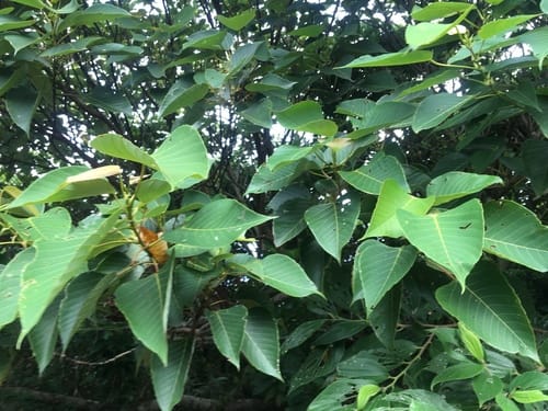 Macaranga sinensis — photo