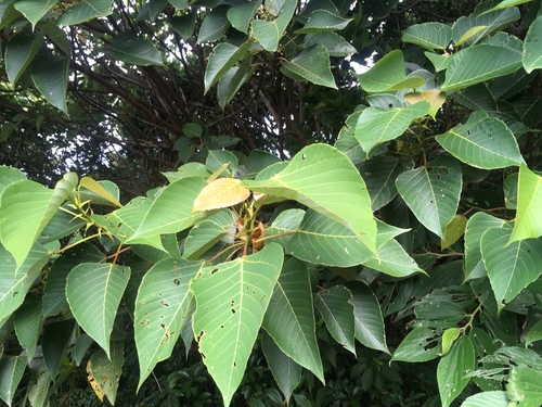 Macaranga sinensis