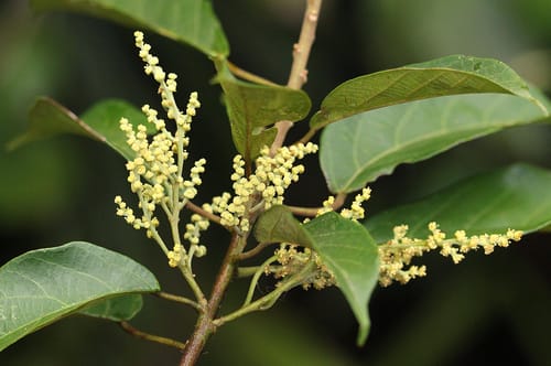 Macaranga spinosa — photo