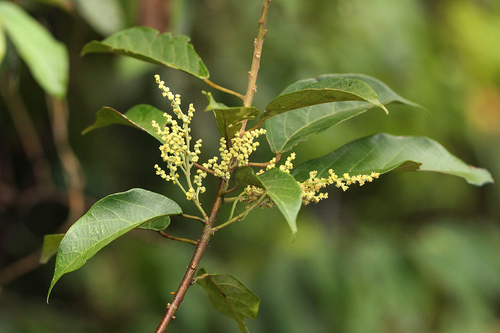 Macaranga spinosa