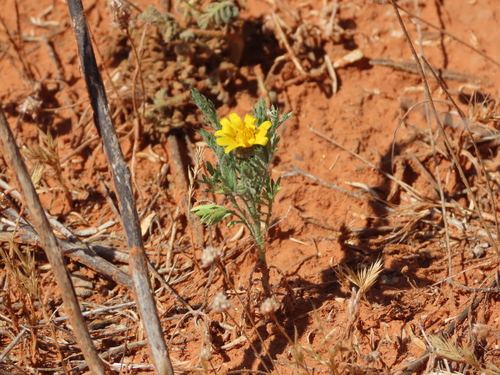 Machaeranthera gracilis — photo