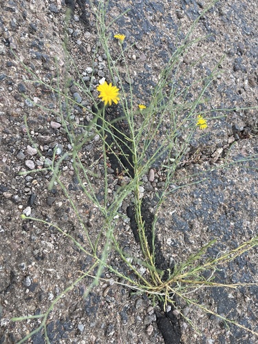 Machaeranthera gracilis — photo