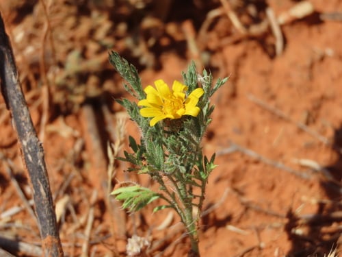 Machaeranthera gracilis