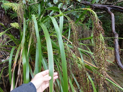 Machaerina sinclairii (Tuahara) — photo