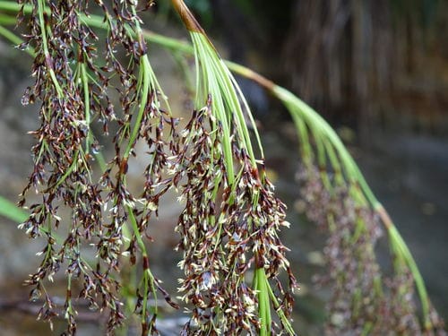 Machaerina sinclairii (Tuahara) — photo