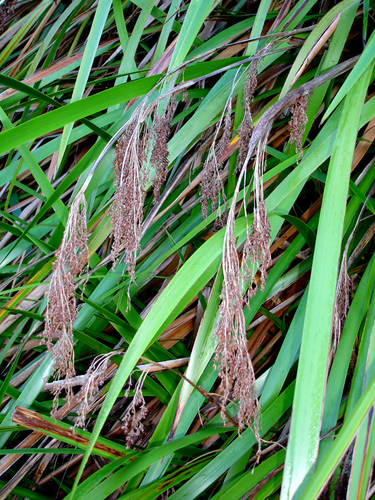 Machaerina sinclairii