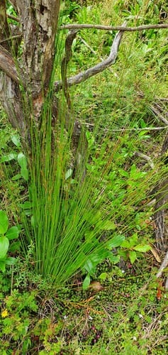 Machaerina tenax — photo