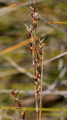 Machaerina tenax