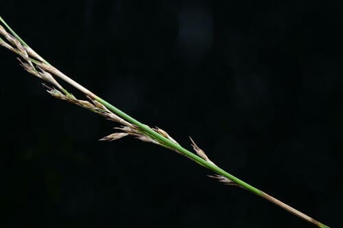 Machaerina tenax — photo