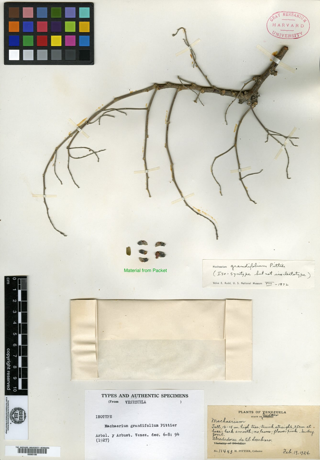 Machaerium grandifolium (Venezuela macharium) — photo