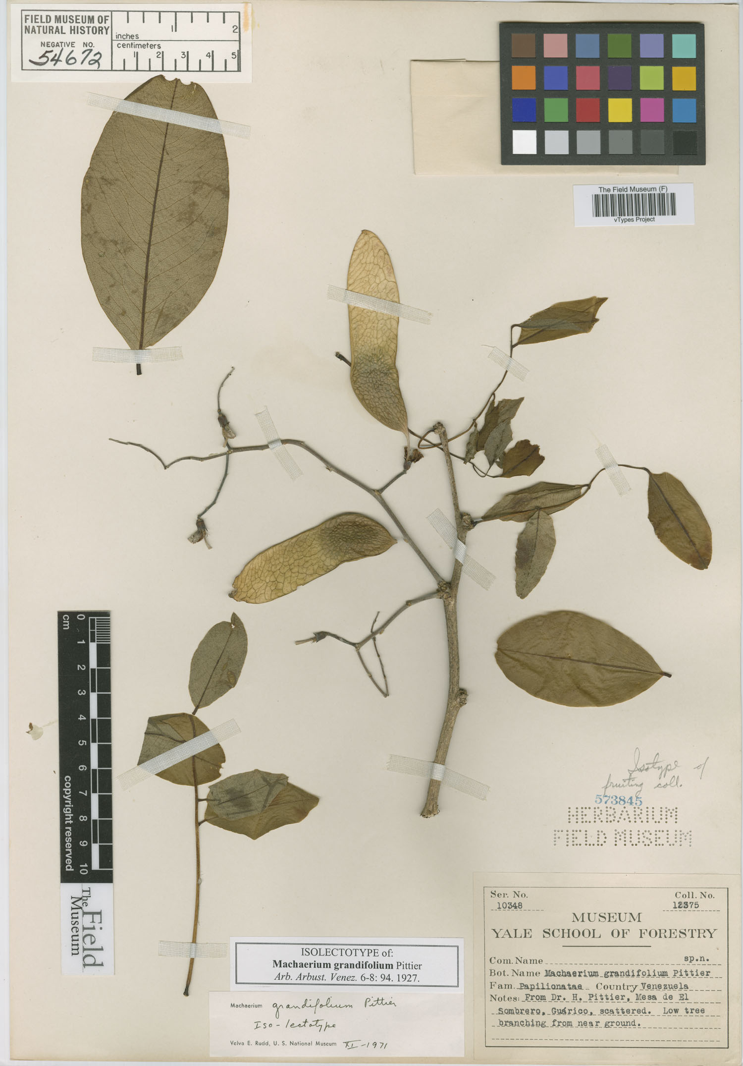 Machaerium grandifolium (Venezuela macharium) — photo