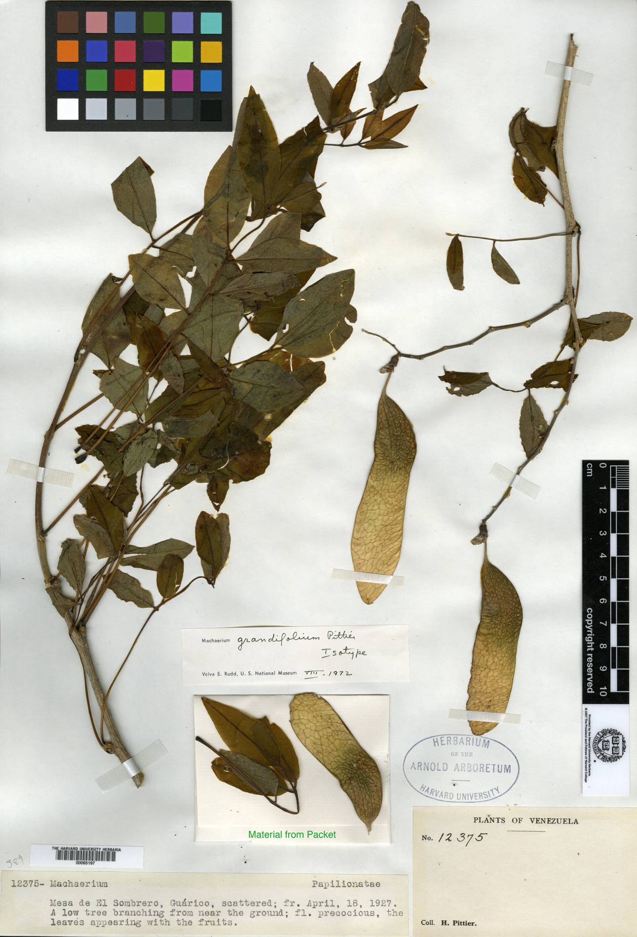Machaerium grandifolium
