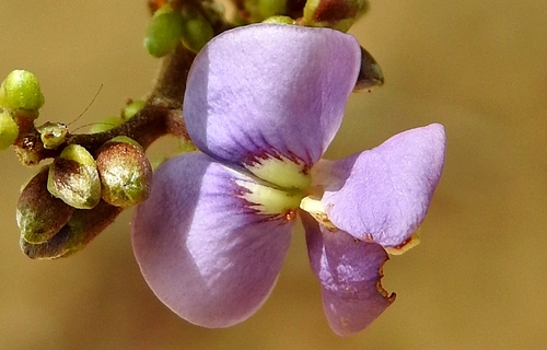 Machaerium lunatum (Lunate machaerium) — photo