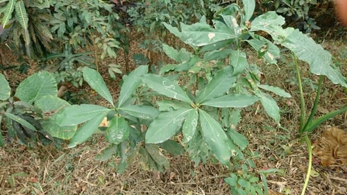 Machilus japonica var. kusanoi — photo