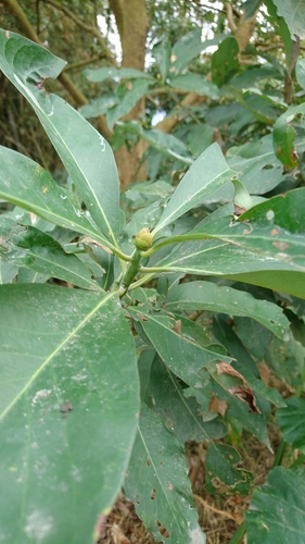 Machilus japonica var. kusanoi