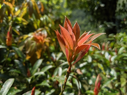 Machilus thunbergii — photo