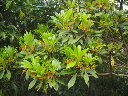 Machilus thunbergii