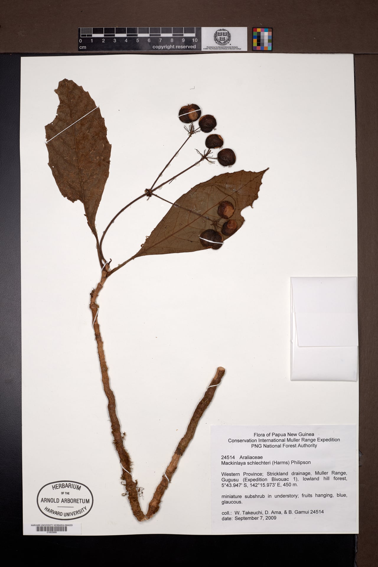 Mackinlaya schlechteri — photo