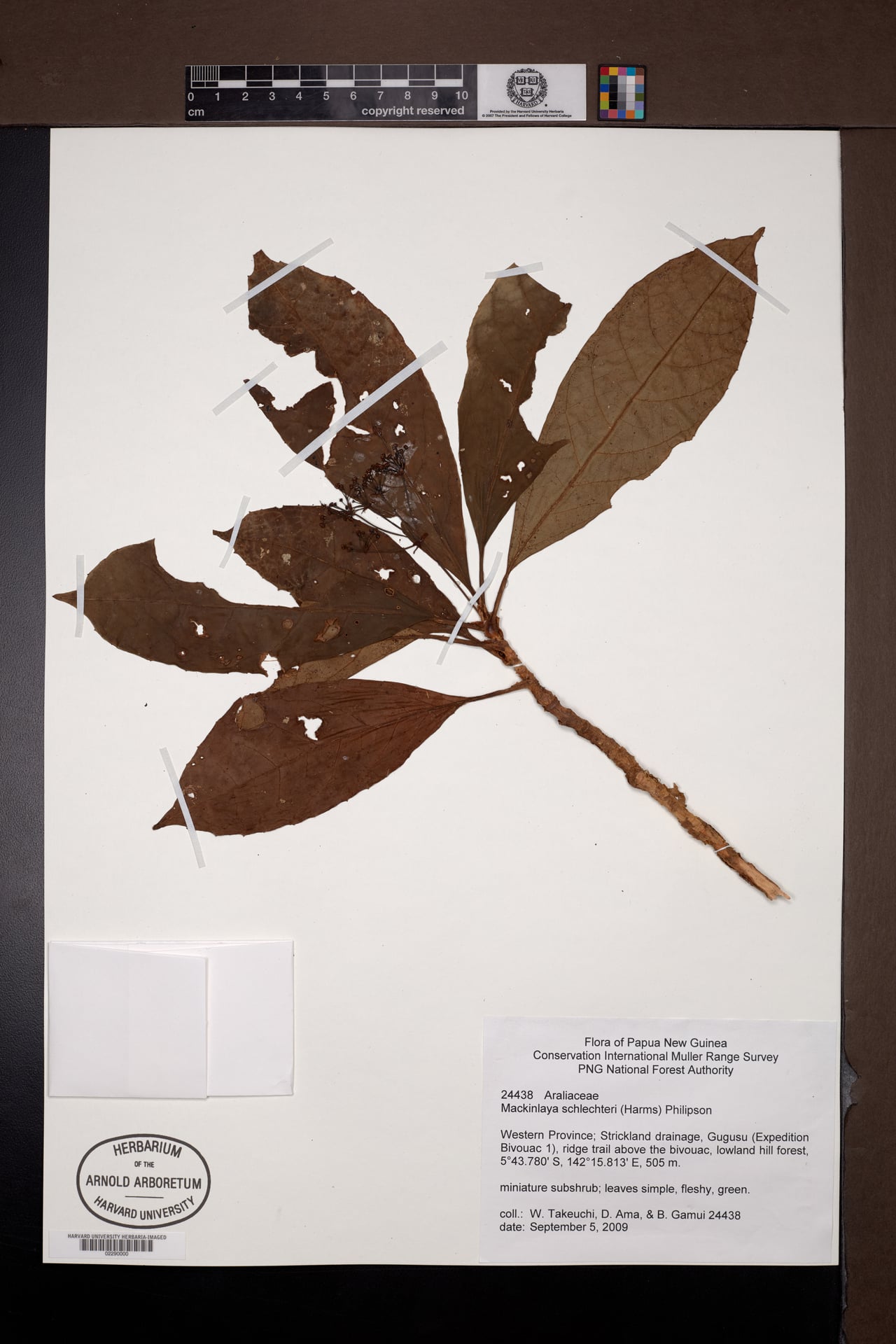 Mackinlaya schlechteri — photo