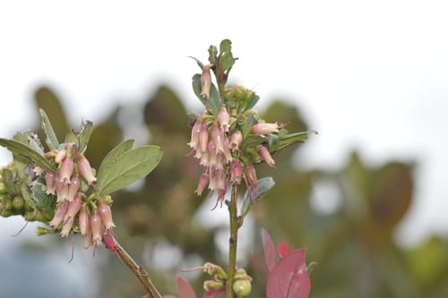 Macleania benthamiana (Joyapa) — photo