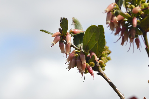 Macleania benthamiana