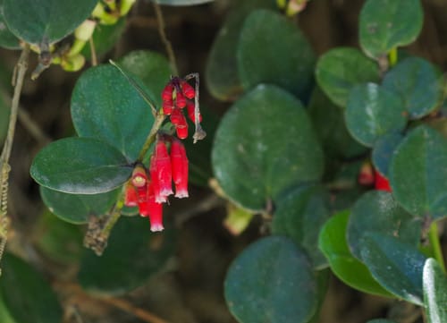 Macleania coccoloboides — photo
