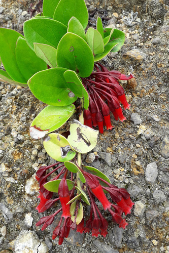 Macleania cordifolia — photo