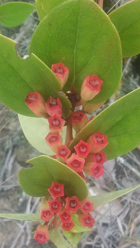 Macleania cordifolia — photo