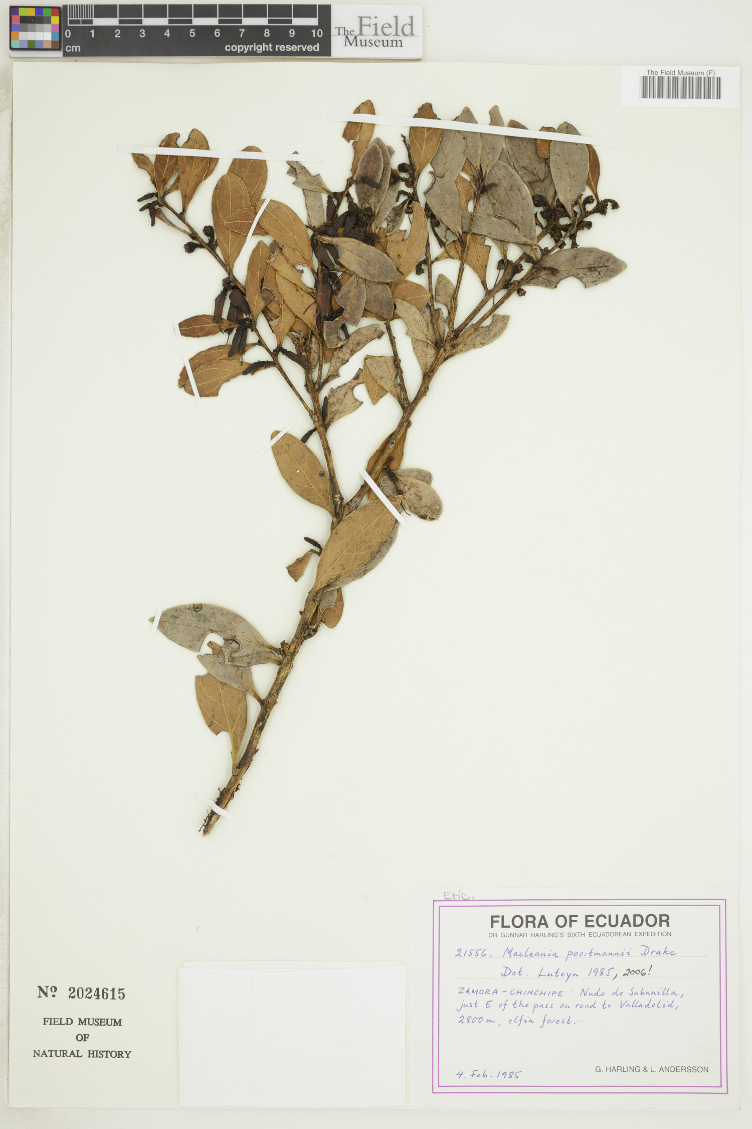 Macleania poortmannii