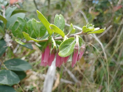 Macleania salapa (Joyapa blanca) — photo