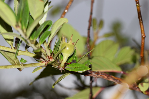 Macleania salapa (Joyapa blanca) — photo