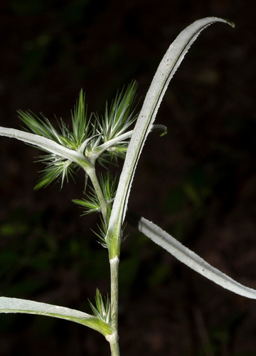 Macledium sessiliflorum — photo