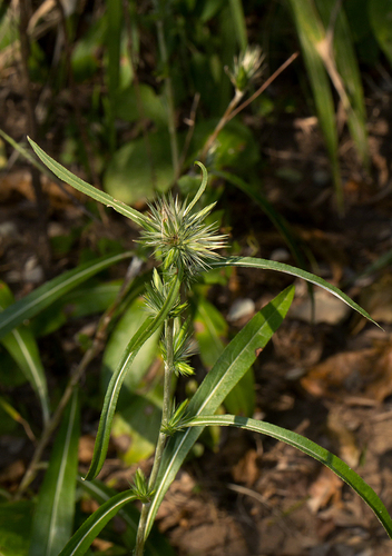 Macledium sessiliflorum — photo