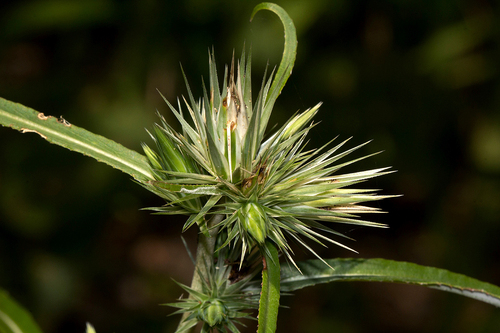 Macledium sessiliflorum