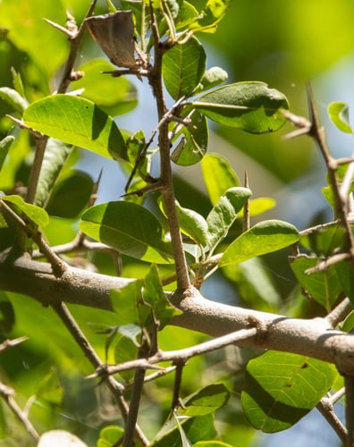 Maclura africana (African asage-orange) — photo