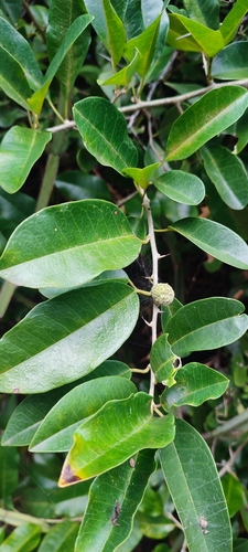 Maclura africana (African asage-orange) — photo