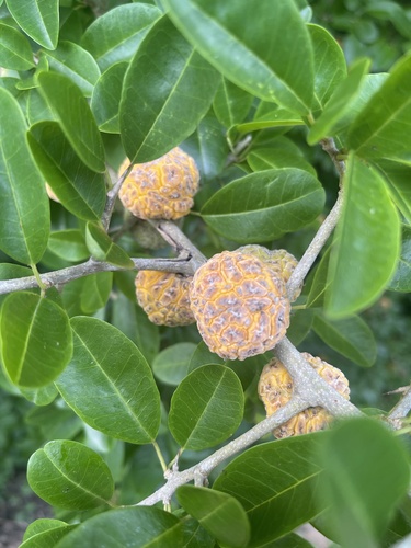 Maclura africana