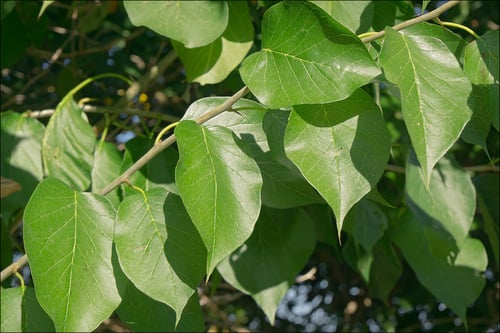Maclura pomifera (Osage orange) — photo