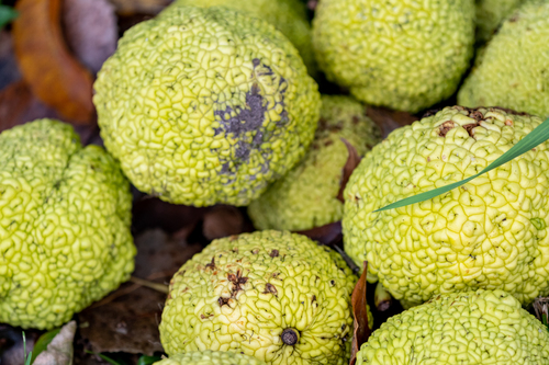 Maclura pomifera (Osage orange) — photo